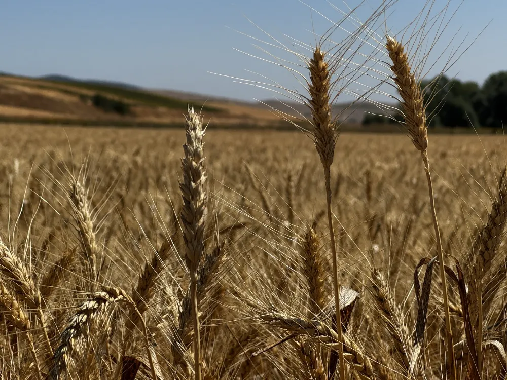 Çorum Belediyesi’nden Örnek Uygulama: 80 Dönümlük Buğday Hasadı Başladı, Unlar İhtiyaç Sahiplerine Ulaştırılacak