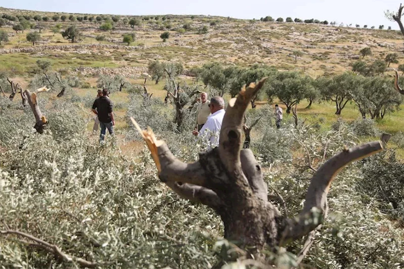 Yahudi çeteler Batı Şeria’da Filistinlilere ait zeytin, üzüm ve badem ağaçlarını kesti
